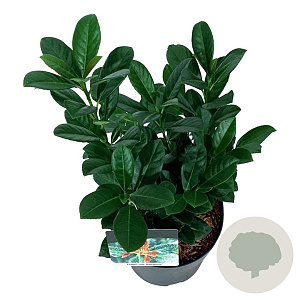 Prunus l. Bonaparte 40-50 cm 6L