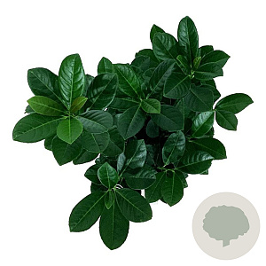 Prunus l. Bonaparte 40-50 cm 6L