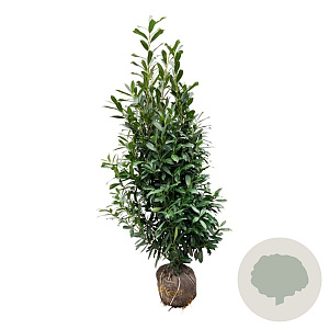 Prunus l. 'Caucasica' 175-200 cm met kluit extra
