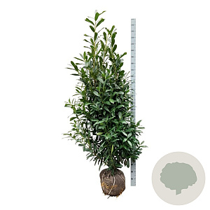 Prunus l. 'Caucasica' 175-200 cm met kluit extra