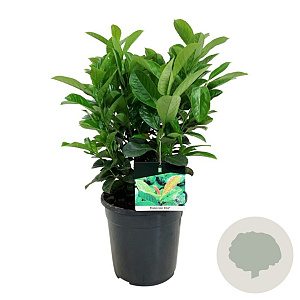 Prunus l. Etna 40-50 cm 6L