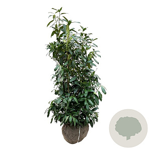 Prunus l. 'Herbergii' 100-125 cm met kluit extra