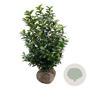 Prunus l. Kleopatra 100-125 cm met kluit extra