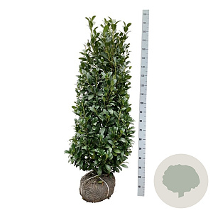 Prunus l. 'Obelisk' 125-150 cm met kluit extra