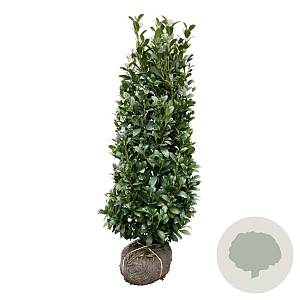 Prunus l. 'Obelisk' 125-150 cm met kluit extra