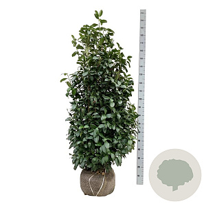 Prunus l. 'Obelisk' 150-175 cm met kluit extra