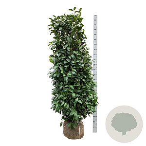 Prunus l. 'Obelisk' 175-200 cm met kluit extra