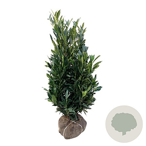 Prunus l. Renault Ace 125-150 cm met kluit