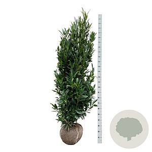 Prunus l. Renault Ace 175-200 cm met kluit extra