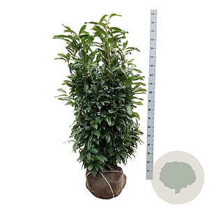 Prunus l. Genolia 125-150 cm met kluit extra
