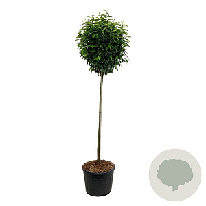 Prunus l. Genolia 180 cm stam cont. 130L extra