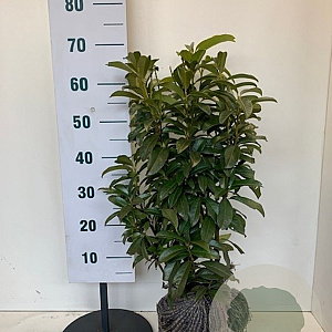 Prunus l. Genolia 50-60 cm met kluit