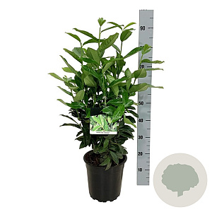 Prunus l. Genolia 60-80 cm 6L