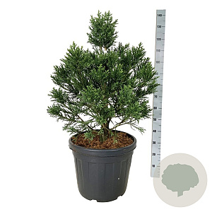 Sequoiadendron gig. 'Clayton' 80-100 cm cont. 55L extra