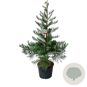 Sequoiadendron g. 'H. Mammoth One' 175-200 cm cont. 90L extra