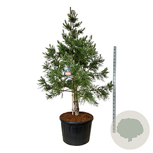 Sequoiadendron g. 'H. Mammoth One' 225-250 cm cont. 230L solitair
