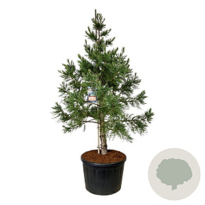 Sequoiadendron g. 'H. Mammoth One' 225-250 cm cont. 230L solitair