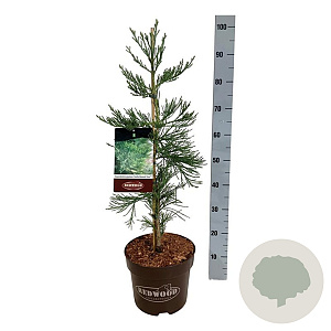 Sequoiadendron g. 'H. Mamm. Three' 60-80 cm P26