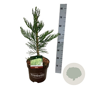 Sequoiadendron g. 'H. Mammoth Two' 50-60 cm 7,5L