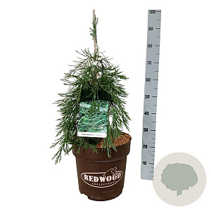Sequoiadendron g. 'Pendulum' 60-80 cm 15L