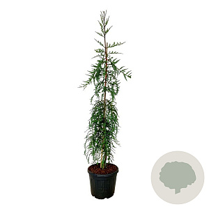 Sequoia s. 'Mt. Loma Prieta Spike' 200-225 cm cont. 55L extra