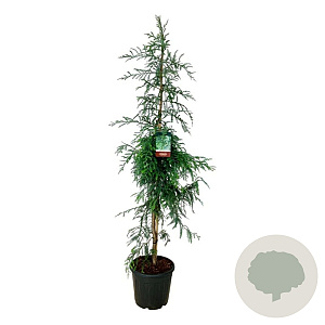 Sequoia s. 'Winter Blue' 175-200 cm 30L extra