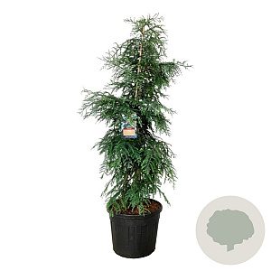 Sequoia s. 'Winter Blue' 200-250 cm cont. 90L extra