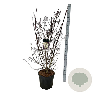 Stachyurus praecox 125-150 cm 30L extra