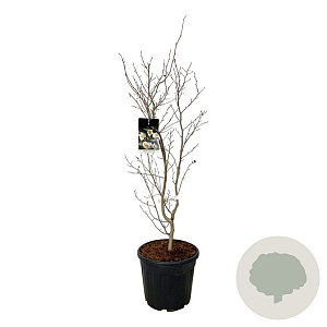 Stewartia pseudocamellia 100-125 cm 30L extra