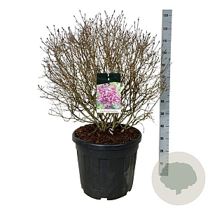 Syringa Bloomerang Dark Purple 60-80 cm cont. 55L bol extra