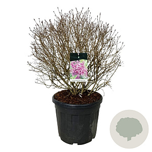 Syringa Bloomerang Dark Purple 60-80 cm cont. 55L bol extra