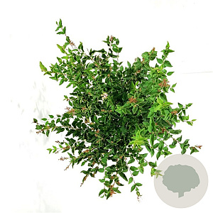 Syringa meyeri Flowerfesta White 80 cm stam 15L