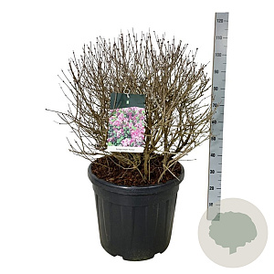 Syringa meyeri 'Palibin' 60-80 cm cont. 55L bol extra