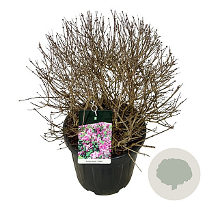 Syringa meyeri 'Palibin' 60-80 cm cont. 55L bol extra