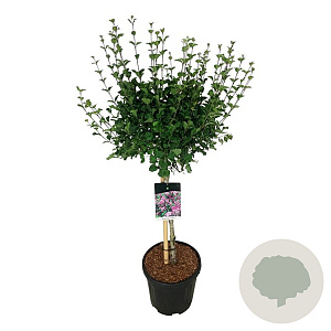 Syringa meyeri 'Palibin' 60 cm stam 15L