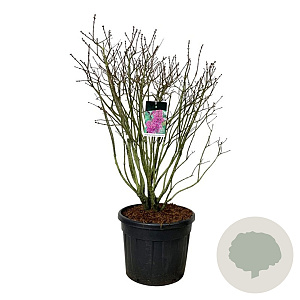 Syringa v. 'And. an Ludwig Späth' 125-150 cm cont. 90L extra