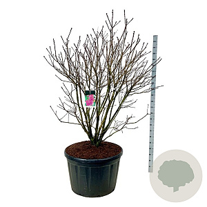 Syringa v. 'And. an Ludwig Späth' 150-175 cm cont. 230L solitair