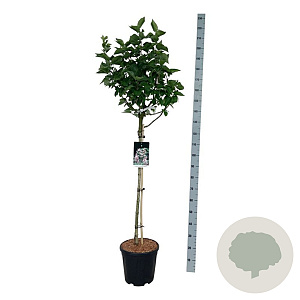 Syringa v. Beauty of Moscow 90 cm stam 15L