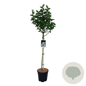 Syringa v. Beauty of Moscow 90 cm stam 15L