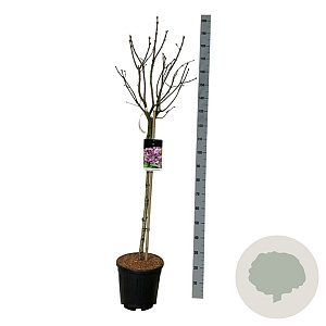 Syringa v. 'Katherine Havemeyer' 90 cm stam 15L