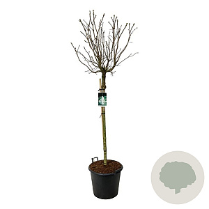 Syringa v. 'Mme Lemoine' 120 cm stam cont. 55L extra