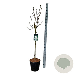 Syringa v. 'Mme Lemoine' 90 cm stam 15L