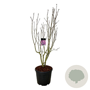 Syringa v. 'Sensation' 150-175 cm cont. 55L extra