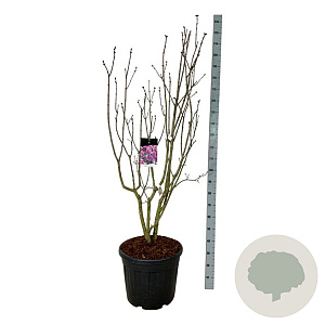 Syringa v. 'Sensation' 150-175 cm cont. 55L extra