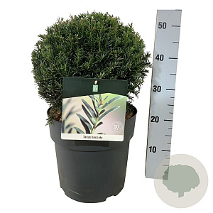 Taxus baccata 30-35 cm 10L bol