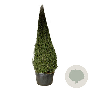 Taxus baccata 400-450 cm cont. 500L piramide