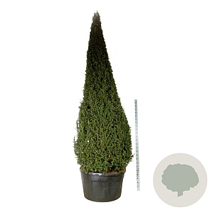 Taxus baccata 400-450 cm cont. 500L piramide