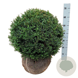 Taxus baccata 50-55 cm met kluit bol