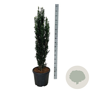 Taxus b. 'Black Tower' 120-140 cm 30L extra