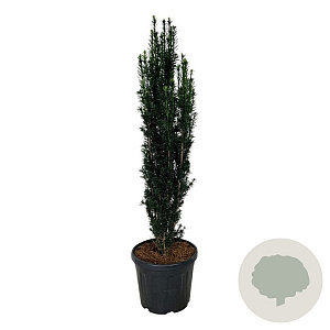 Taxus b. 'Black Tower' 120-140 cm 30L extra